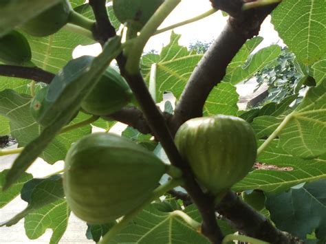 無花果樹英文|無花果